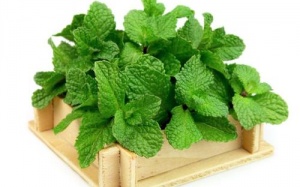 10 mẹo đuổi kiến tự nhiên, an toàn và hiệu quả