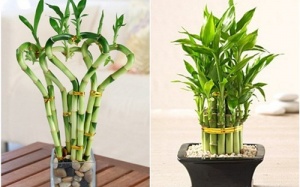 Cách trồng trúc phú quý hợp phong thuỷ đem lại tài lộc cho gia đình