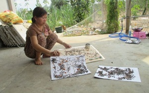 Nhiều người bị tiêu chảy do 'giặc ruồi'