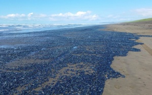 Hàng tỷ sinh vật lạ trôi dạt vào các bờ biển của Mỹ