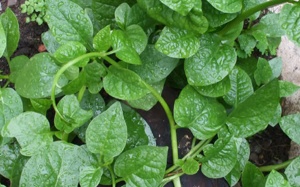 'Mùa hè không nóng' với các loại rau quả giải nhiệt