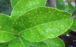 Công dụng chữa bệnh của lá chanh