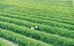 Dược liệu sạch – “Chìa khóa vàng” cho nhà sản xuất TPCN