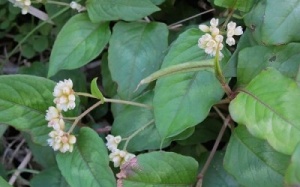 Lá thàm làm thanh nhiệt, hoạt huyết