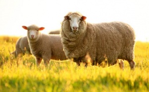 Nhai thai cừu: Món quà cho sức khỏe