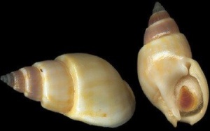 Cách phòng tránh ngộ độc ốc biển