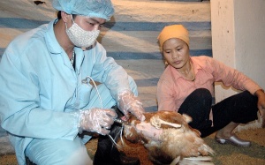 Cúm A/H5N6 độc lực cao xuất hiện ở Hà Nam