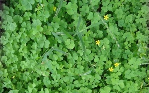 Chua me đất mọc bờ đê - thanh nhiệt cho mùa hè