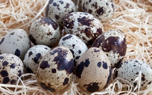 5 lợi ích của trứng chim cút