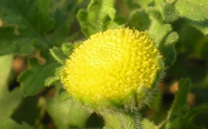 Rau cóc - vị thuốc chữa nhiễm trùng