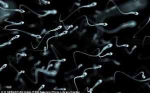 'Chế' thành công tinh trùng trong phòng thí nghiệm