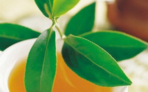 8 công thức dùng lá chè xanh tốt cho sức khoẻ