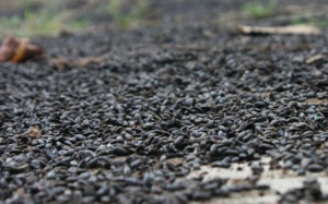 Bọ đậu đen có gây hại cho sức khỏe?