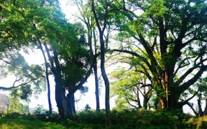 Cụm đa hơn 500 tuổi được công nhận là cây di sản Việt Nam