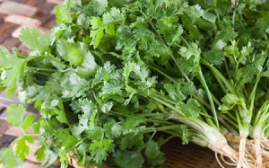 Làm đẹp da, trị cảm từ rau mùi ta