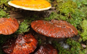 Nấm lim xanh - Khắc tinh của bệnh ung thư