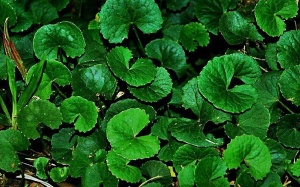 6 tác dụng và tác hại của rau má