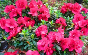 Những loại cây cảnh có độc