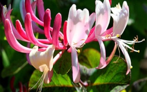 Trị viêm xoang bằng thảo dược