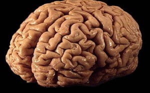 Những bí mật thú vị về bộ não