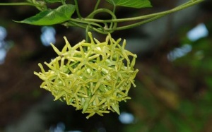 Hoa thiên lý giúp kháng viêm, an thần