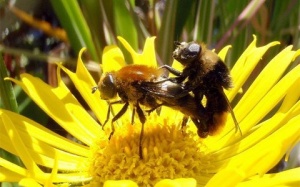 Lý giải khoa học về sự tồn tại của giống đực