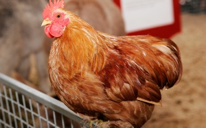 “Nhất thủ, nhì vĩ” chưa hẳn đã tốt