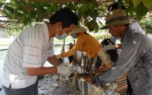 Nhanh chóng xử lý kịp thời ổ dịch cúm H5N1 ở Ninh Thuận