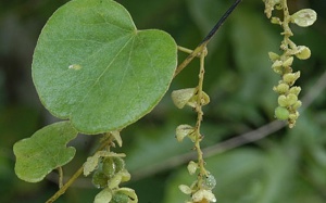 Giải khát, hạ nhiệt với lá tiết dê