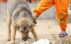 Cứu sống bé 3 tuổi bị thương nặng do chó cắn