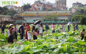 Hái ra tiền nhờ dịch vụ ăn theo mùa sen
