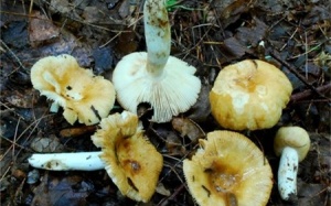 Ăn nấm rừng, 20 người nhập viện cấp cứu