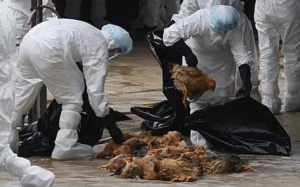70% ca nhiễm cúm A(H5N1) là do phơi nhiễm với gia cầm bị bệnh
