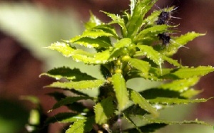 Thạch tùng răng cưa - Cây thuốc quý chữa bệnh Alzheimer