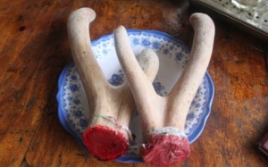 Có nên dùng nhung hươu để bồi bổ cho trẻ?