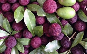 Quả thanh mai rừng đang cực 'sốt' có tốt cho sức khỏe?