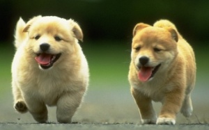 Thú cưng giúp trẻ tự kỷ giảm rối loạn lo âu