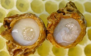 Trẻ em có nên dùng sữa ong chúa?