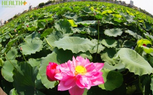 Những điểm ngắm hoa sen tại Hà Nội