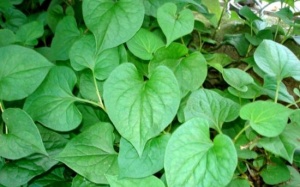 7 món rau xanh tốt nhất nên ăn nhiều trong ngày nắng nóng