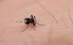 Trường hợp mắc bệnh sốt xuất huyết do virus Lassa tại Mỹ