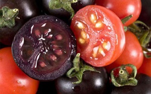 Cà chua đỏ, đen, vàng: Loại nào tốt hơn?