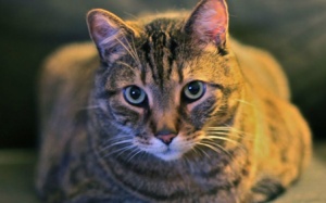 Người phụ nữ mù mắt khi chơi với mèo