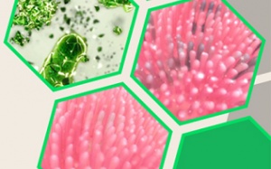 ImmuneGamma - bí mật triệu đô tiết lộ từ nhà nước Liên Xô