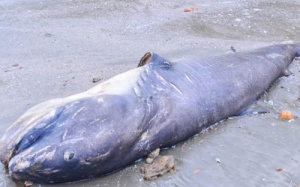Cá mập dài 5 mét, nặng 1 tấn dạt vào bờ biển Nghệ An
