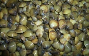 Bị bệnh gì không nên ăn trai, hến?