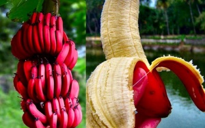 Những cây độc, quả lạ khiến người dùng Việt “phát sốt”