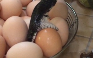Rắn trườn vào nhà trộm trứng gà