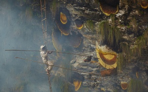 Nepal: Nguy hiểm nghề lấy mật ong trên đỉnh thế giới