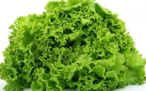 Rau diếp bổ gan, chữa loét dạ dày